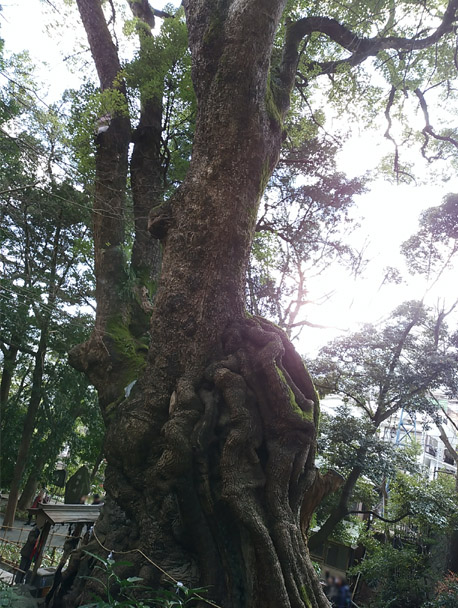 イメージ 6